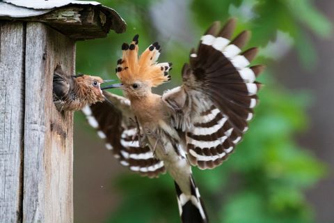„NATURA 2000” TINKLAS JAU TRISDEŠIMT METŲ SAUGO PAŽEIDŽIAMIAUSIŲJŲ NAMUS