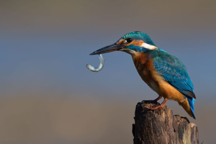 AR PAŽINTUMĖTE SAUGOMĄ LIETUVOS UPIŲ PERLĄ — TULŽĮ?